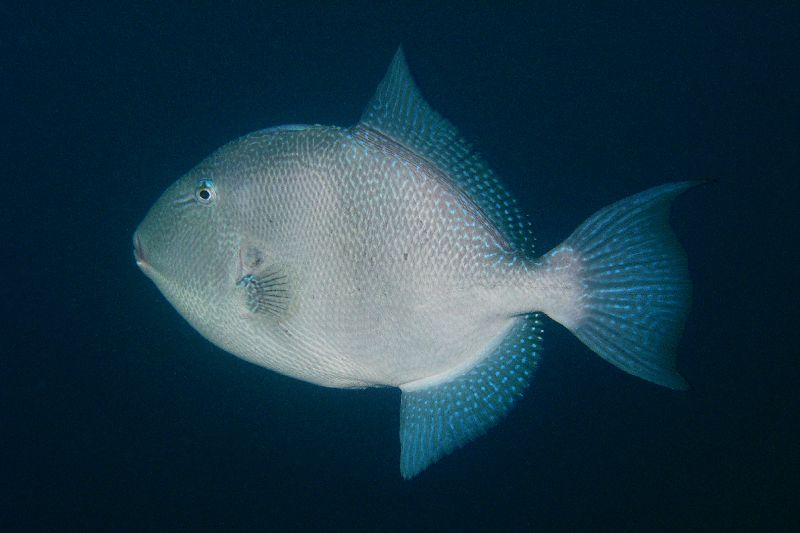 Balistes capriscus (Pesce balestra grigio)